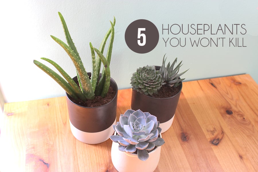 Five Household Plants for a Black Thumb