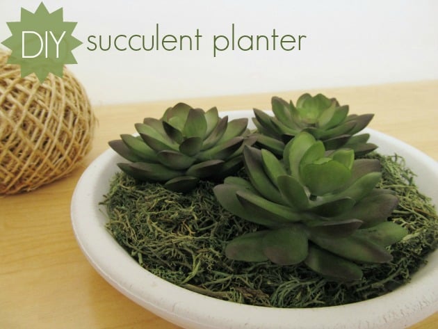 DIY succulent planter