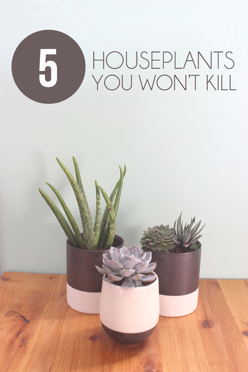 Top 5 Houseplants for a Black Thumb | Home Coming for thegirlcreative.com