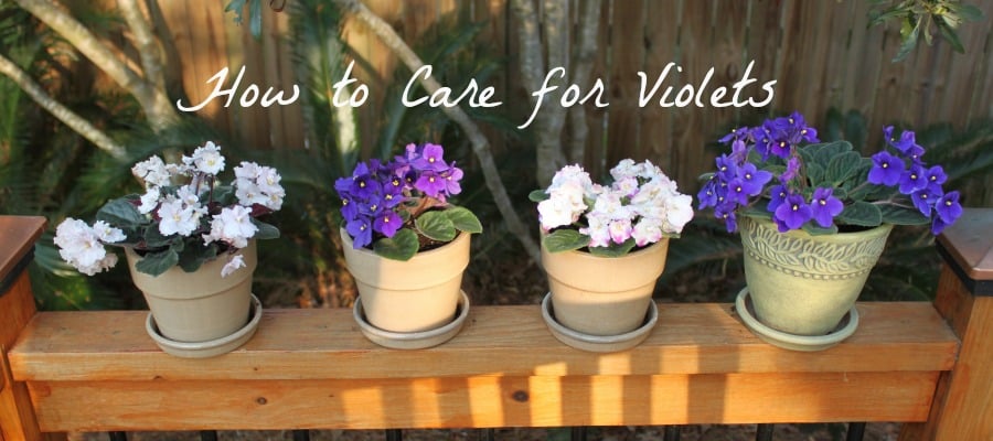 How to Care for Violets