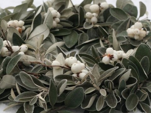 Image for Winter White Wreath

