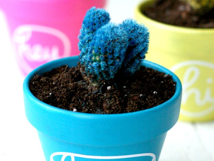 Image for DIY Hello Cactus Planters